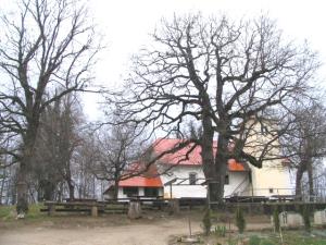 Hrast na Smuku